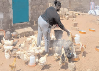 Promotion de l’emploi des jeunes: Ces filles qui se frayent leur chemin dans l’entrepreneuriat