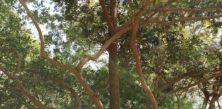 Bois sacré de Soungalodaga : Un sanctuaire de protection de l’environnement