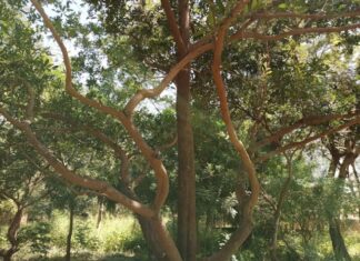 Bois sacré de Soungalodaga : Un sanctuaire de protection de l’environnement