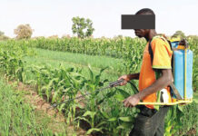 Culture de contre-saison : un tremplin pour les PDI de Solenzo