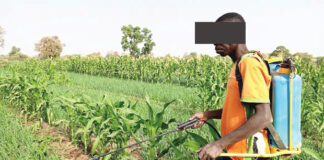 Culture de contre-saison : un tremplin pour les PDI de Solenzo