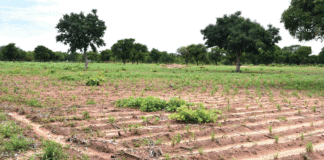 Grande famille Gomgnimbou de Pô : de multiples incompréhensions sur la gestion des terres