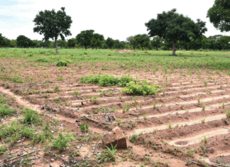 Grande famille Gomgnimbou de Pô : de multiples incompréhensions sur la gestion des terres