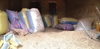 Vente de céréales mélangées aux cailloux : la police judiciaire met le grappin sur un réseau