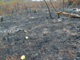 Feux de brousse au Sud-Ouest : une menace persistante pour l’environnement