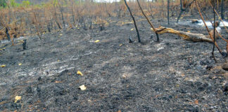 Feux de brousse au Sud-Ouest : une menace persistante pour l’environnement