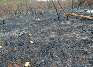 Feux de brousse au Sud-Ouest : une menace persistante pour l’environnement