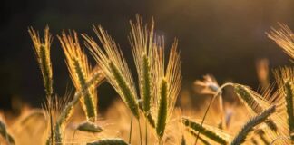 Relance de la production du blé au Burkina Faso: un pari gagné!