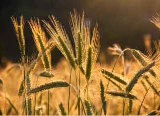 Relance de la production du blé au Burkina Faso: un pari gagné!