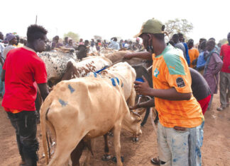 Marché à bétail de Fada N’Gourma : une matinée dans le poumon économique résilient