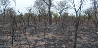 Crise environnementale : L’intervention des journalistes s’impose