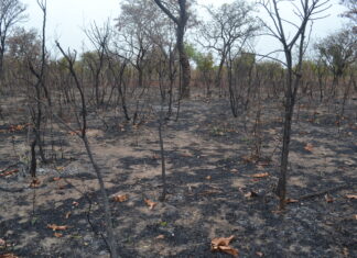 Crise environnementale : L’intervention des journalistes s’impose