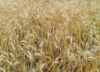 Culture du blé au Burkina Faso : les premiers pas d’une opportunité agricole