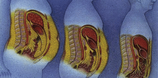 Graisse abdominale: le choix d’une alimentation équilibrée est essentiel