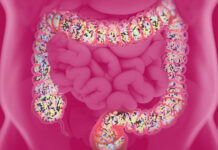 Déséquilibre du microbiote intestinal : un régime équilibré et varié est la clé