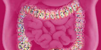 Déséquilibre du microbiote intestinal : un régime équilibré et varié est la clé
