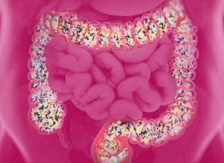 Déséquilibre du microbiote intestinal : un régime équilibré et varié est la clé