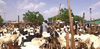 Marchés à bétail de Kilwin et de Tanghin : les clients ne se bousculent pas