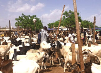 Marchés à bétail de Kilwin et de Tanghin : les clients ne se bousculent pas