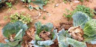 Changement climatique : ces pratiques culturales pour faire face à l’insécurité alimentaire