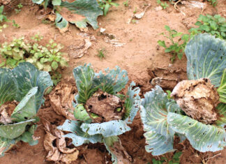 Changement climatique : ces pratiques culturales pour faire face à l’insécurité alimentaire