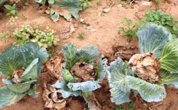 Changement climatique : ces pratiques culturales pour faire face à l’insécurité alimentaire