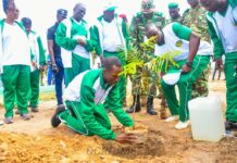 Journée nationale de l’arbre : Un appel à l’action écologique endogène
