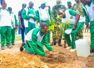 Journée nationale de l’arbre : Un appel à l’action écologique endogène