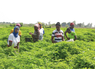 Production du piment à Banfora: l’appel des producteurs à la transformation résonne