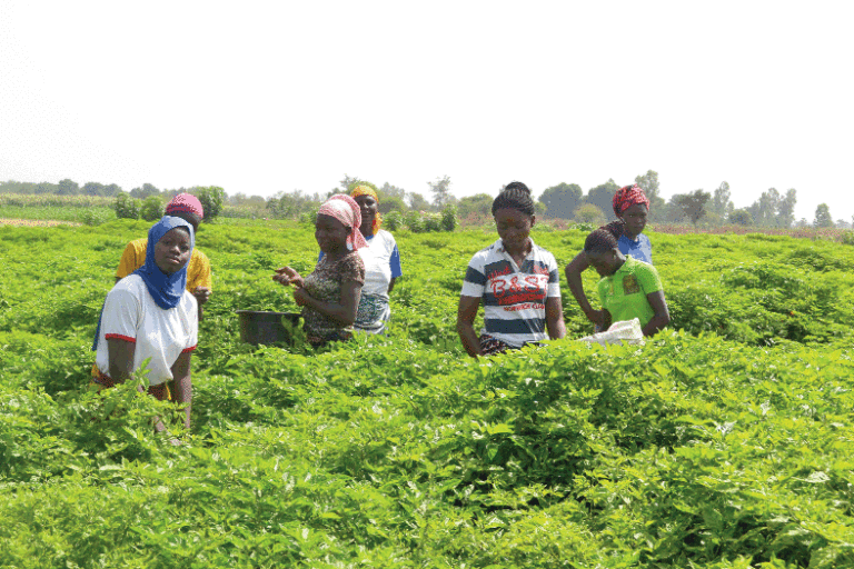 Production du piment à Banfora: l’appel des producteurs à la transformation résonne