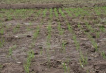 Aménagements sommaires de bas-fonds : une approche communautaire pour booster la production de riz