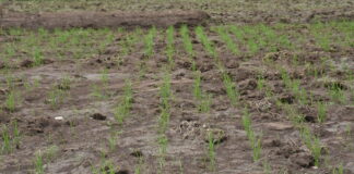 Aménagements sommaires de bas-fonds : une approche communautaire pour booster la production de riz