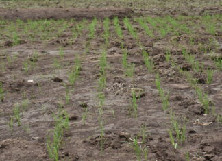 Aménagements sommaires de bas-fonds : une approche communautaire pour booster la production de riz