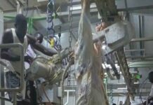 Kaya : Un nouvel abattoir frigorifique pour la Ville