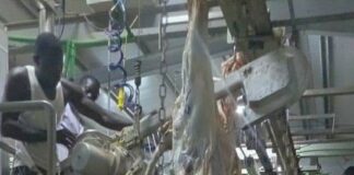 Kaya : Un nouvel abattoir frigorifique pour la Ville