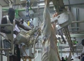 Kaya : Un nouvel abattoir frigorifique pour la Ville