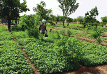 Ferme agro-écologique polyvalente de Moundasso : déplacés internes et population hôte vivent en famille