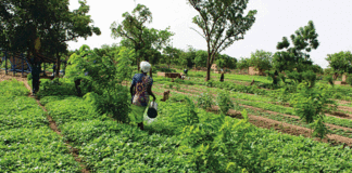 Ferme agro-écologique polyvalente de Moundasso : déplacés internes et population hôte vivent en famille
