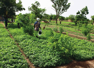 Ferme agro-écologique polyvalente de Moundasso : déplacés internes et population hôte vivent en famille