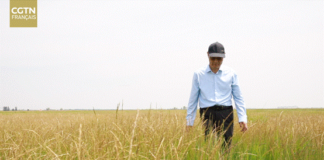Pr Liu Gongshe, le père de l’herbe à mouton Zhongke