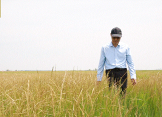 Pr Liu Gongshe, le père de l’herbe à mouton Zhongke