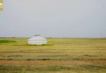 L’herbe à mouton Zhongke: une bénédiction pour la protection de l’environnement et la revitalisation rurale