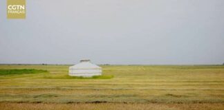 L’herbe à mouton Zhongke: une bénédiction pour la protection de l’environnement et la revitalisation rurale