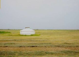 L’herbe à mouton Zhongke: une bénédiction pour la protection de l’environnement et la revitalisation rurale