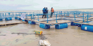 Offensive agropastorale et halieutique : un projet de pisciculture en cages flottantes lancé à Bagré