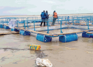 Offensive agropastorale et halieutique : un projet de pisciculture en cages flottantes lancé à Bagré