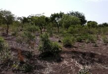 Influence de l’AGRA sur les politiques agricoles en Afrique: Des organisations de la société civile africaine demandent réparation