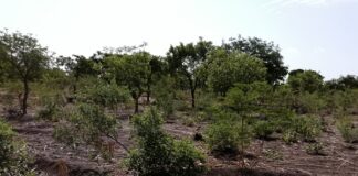 Influence de l’AGRA sur les politiques agricoles en Afrique: Des organisations de la société civile africaine demandent réparation