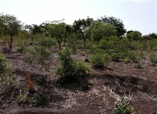 Influence de l’AGRA sur les politiques agricoles en Afrique: Des organisations de la société civile africaine demandent réparation