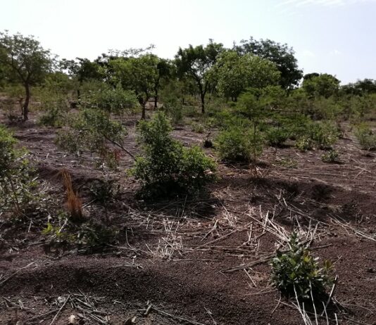 Influence de l’AGRA sur les politiques agricoles en Afrique: Des organisations de la société civile africaine demandent réparation